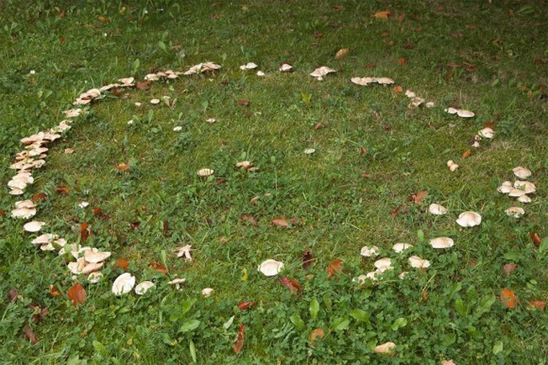 Мифические кольца грибов: что это такое