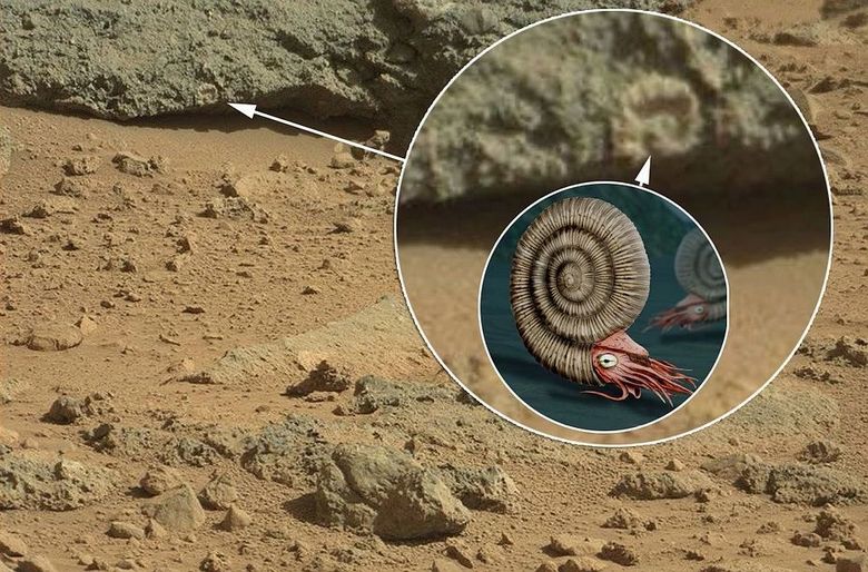 На фотографии Марса разглядели ракушку аммонитов