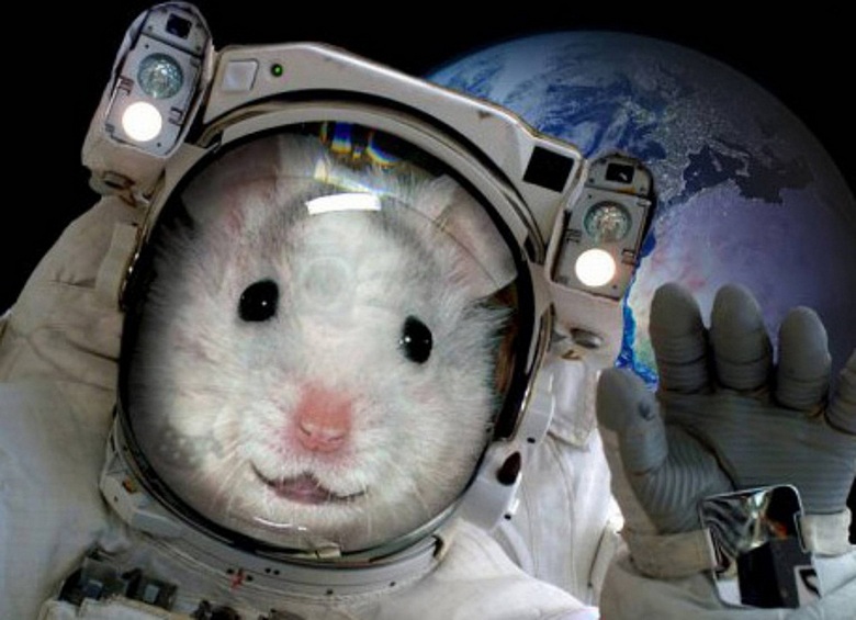По летящей в космос ракете CRS-19 Mission бегала мышь