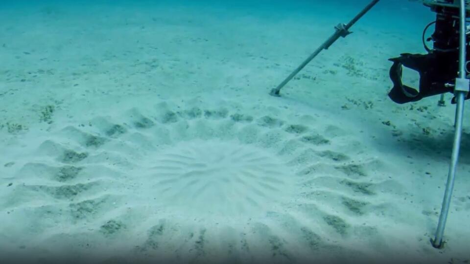 Ученые выяснили, откуда на дне Адриатического моря появились загадочные кольца
