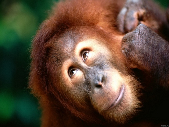 Орангутанг научился говорить ВИДЕО