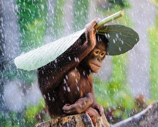 Фото дня: Обезьяна укрывается от дождя