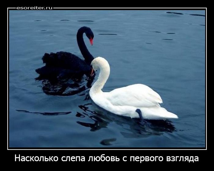 Фото дня: Любви все цвета покорны