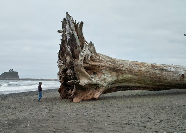 Фото дня: Огромная секвойя, выброшенная на берег