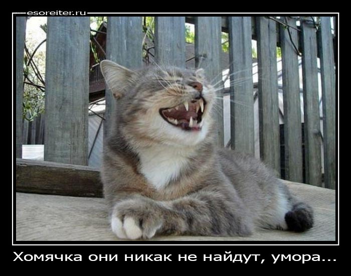 Фото дня: Когда кошки смеются над людьми