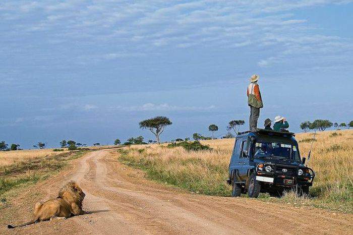 Фото дня: Осторожно, лев где-то рядом, я его задницей чувствую...