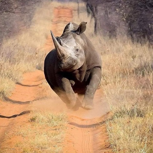 Фото дня: Харизматичный носорог