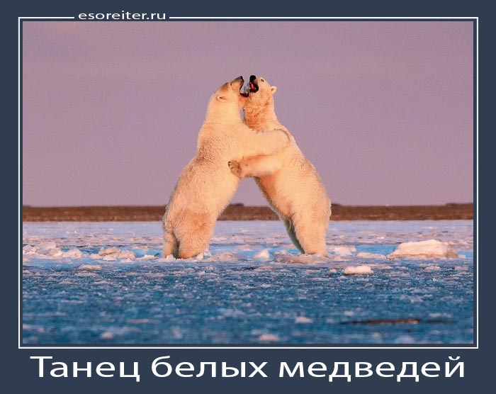 Фото дня: Медведи просто приветствуют друг друга