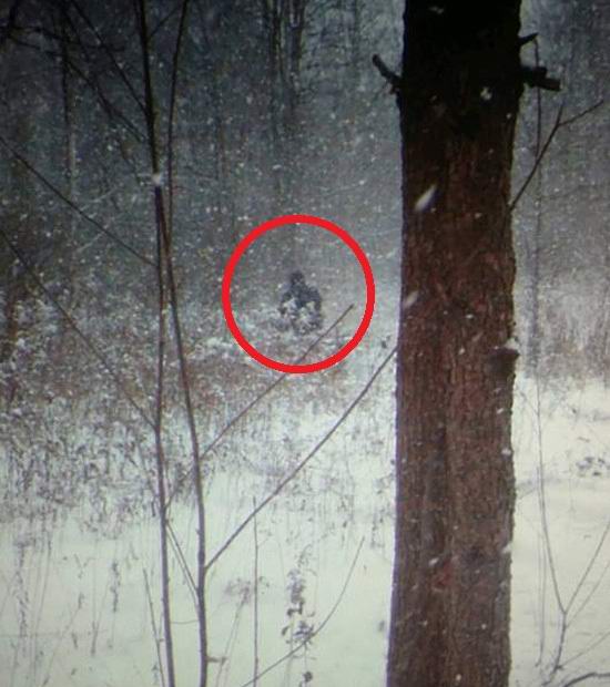 Бигфут в заснеженном лесу попал на фотоловушку
