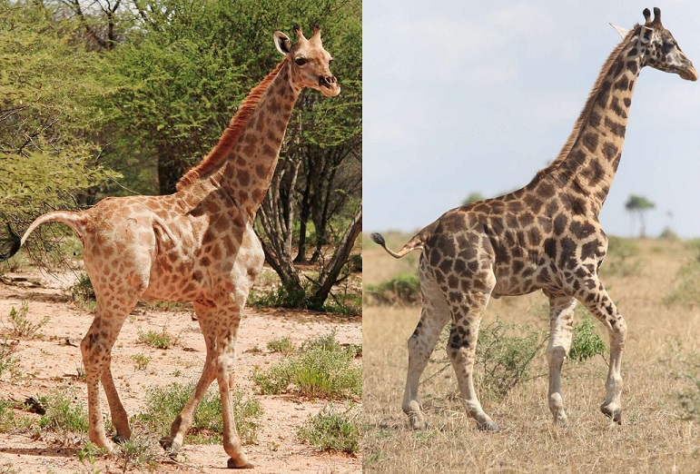 Карликовых жирафов обнаружили в Африке (ВИДЕО)