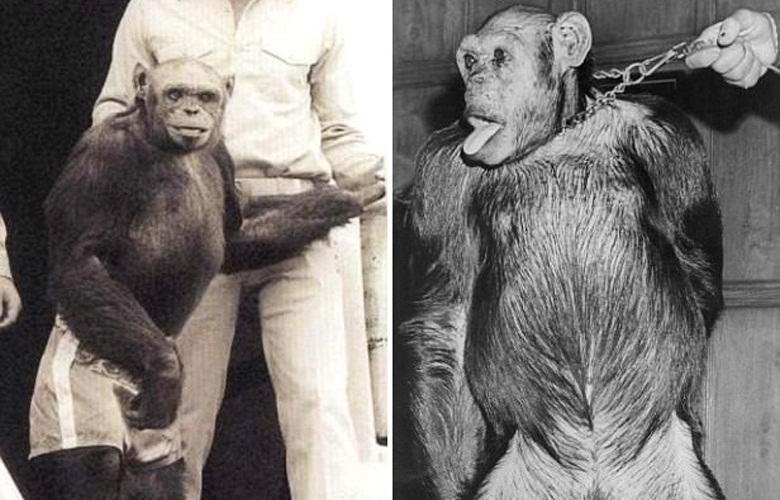 Сравнение человека и животного по фото