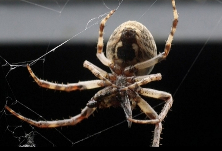 Чего боятся пауки в квартире