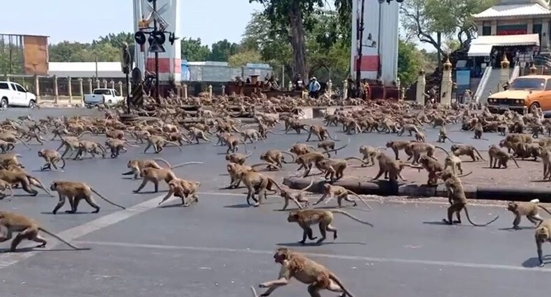 В Таиланде армия обезьян захватила целый город
