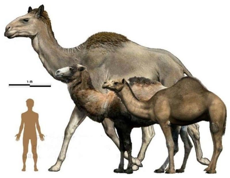 Гигантские верблюды жили рядом с людьми 26,5 тысячи лет назад