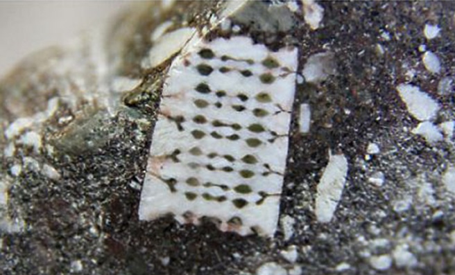 Чип в камне был обнаружен в Лабинске, город в Краснодарском крае.