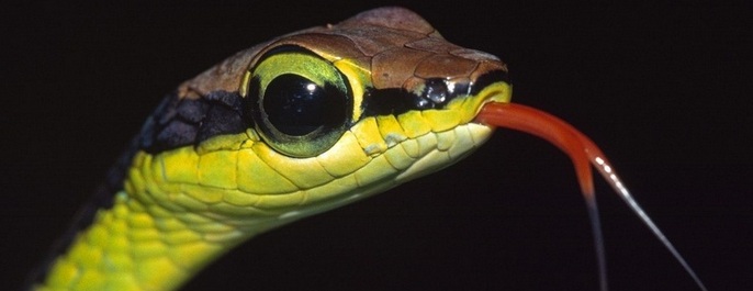 Змея горлянка чем опасна для человека. Смотреть фото Змея горлянка чем опасна для человека. Смотреть картинку Змея горлянка чем опасна для человека. Картинка про Змея горлянка чем опасна для человека. Фото Змея горлянка чем опасна для человека Змея горлянка чем опасна для человека. Смотреть фото Змея горлянка чем опасна для человека. Смотреть картинку Змея горлянка чем опасна для человека. Картинка про Змея горлянка чем опасна для человека. Фото Змея горлянка чем опасна для человека