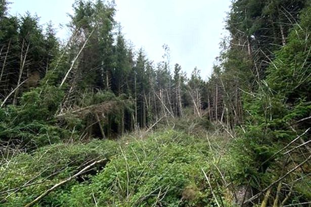 «Дыра посреди леса»: обнаружено место падения неизвестного объекта