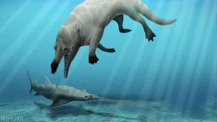 Древний вид четвероногих китов нашли в Египте