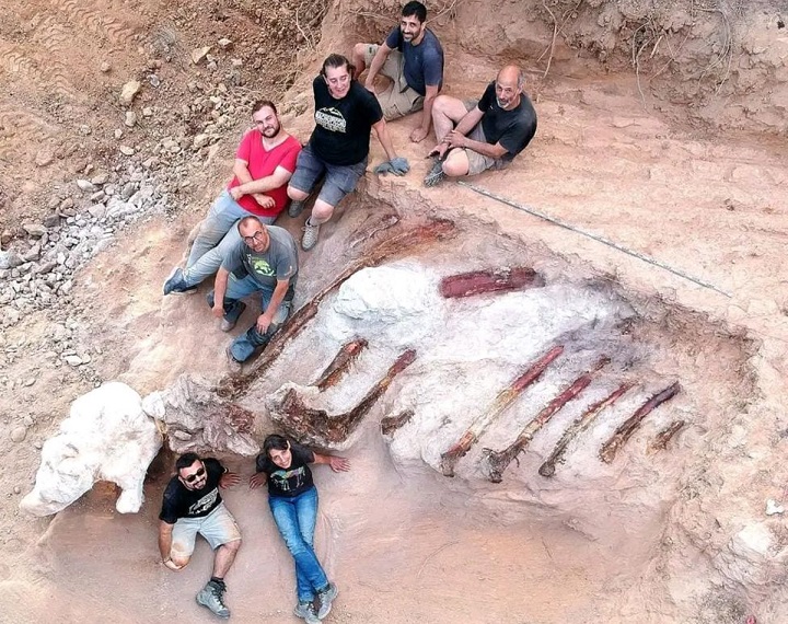 Кости крупного динозавра обнаружили на заднем дворе у португальца