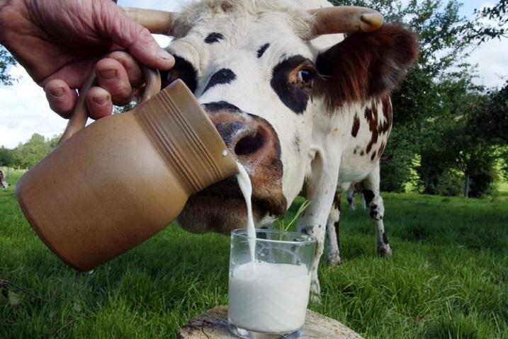 Использование молока стало главной причиной миграции древних людей