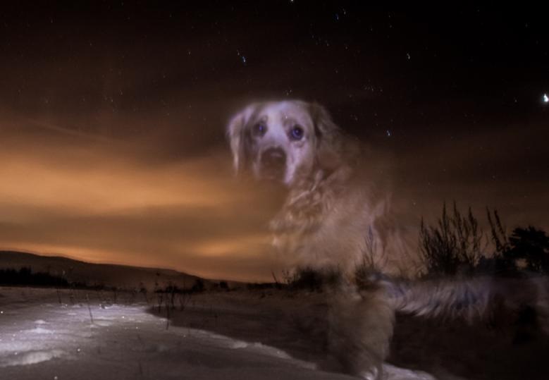 Камера видеонаблюдения засняла возле дома «призрак» собаки